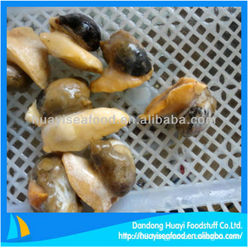 fresh frozen whelk meat with perfect price